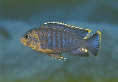 Tropheops sp. 'dark' Likoma Island
